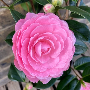 Camellia  × williamsii  'E G Waterhouse' (Pot Size 4ltr) - image 2