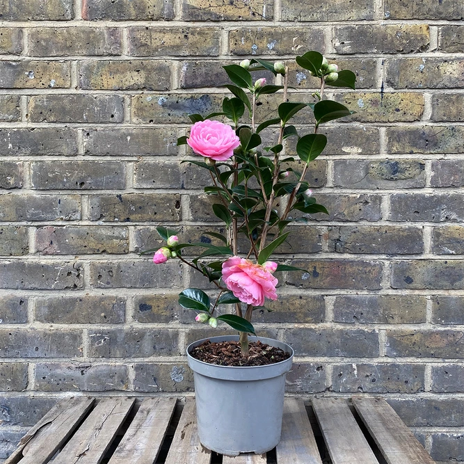 Camellia  × williamsii  'E G Waterhouse' (Pot Size 4ltr) - image 3