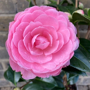 Camellia  × williamsii  'E G Waterhouse' (Pot Size 4ltr) Camellia - image 1