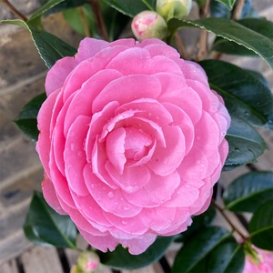Camellia  × williamsii  'E G Waterhouse' (Pot Size 4ltr) Camellia - image 2
