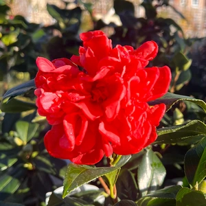 Camellia × williamsii 'Ruby Wedding' (4L) - image 1