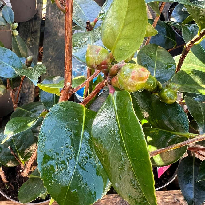 Camellia × williamsii 'Ruby Wedding' (4L) - image 2