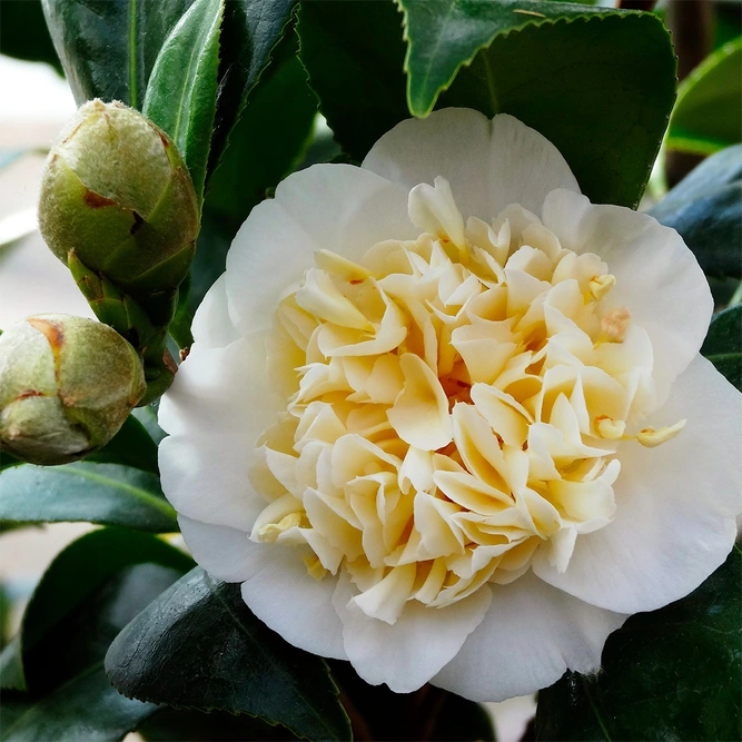 Camellia x williamsii 'Jury's Yellow'  available at Boma Garden Centre  image by Alicia Fagerving