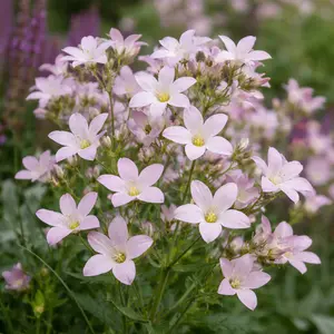 Campanula 'Loddon Anna' - Ground Cover Bellflower