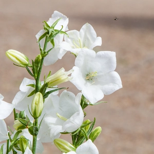 Campanula persicifolia 'Takion White' (Pot Size 3L) - image 1