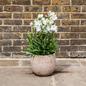 Campanula persicifolia 'Takion White' (Pot Size 1L) - image 3