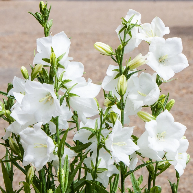 Campanula persicifolia 'Takion White' (Pot Size 1L) - image 1