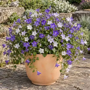 Campanula portenschlagiana 'Bright Stellar'