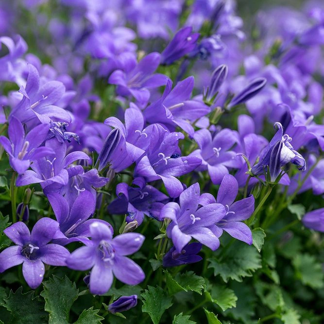 Campanula poscharskyana 'Stella' - Ground Cover Bellflower