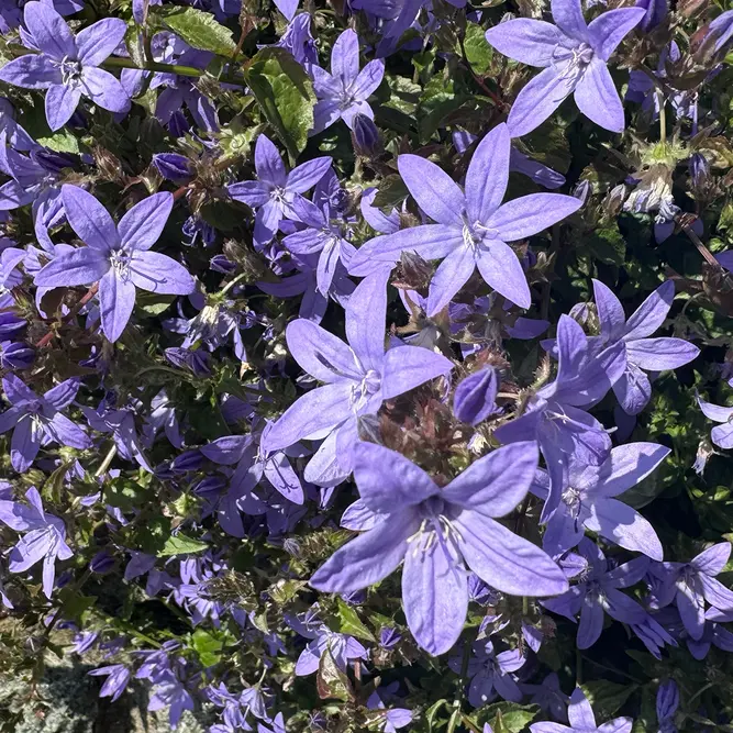 Campanula purple (Pot Size 12cm) Bellflower - image 1