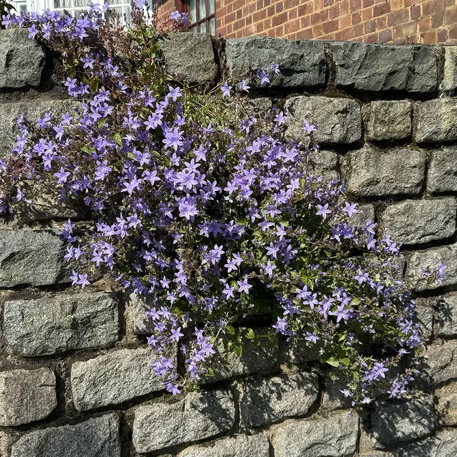 Campanula purple (Pot Size 12cm) Bellflower - image 2