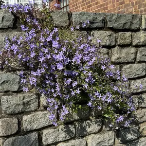 Campanula purple (Pot Size 12cm) Bellflower - image 2