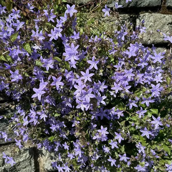 Campanula purple (Pot Size 12cm) Bellflower - image 3
