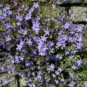 Campanula purple (Pot Size 12cm) Bellflower - image 3