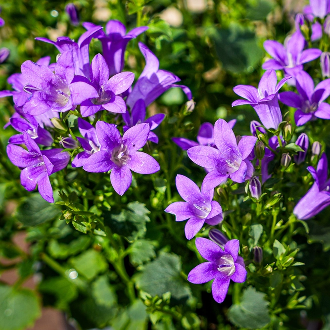Campanula purple (Pot Size 12cm) Bellflower - image 4