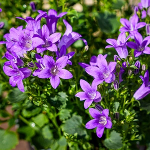 Campanula purple (Pot Size 12cm) Bellflower - image 4