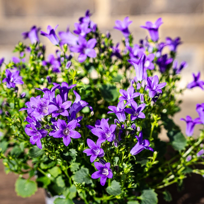 Campanula purple (Pot Size 12cm) Bellflower - image 5