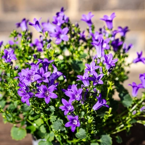Campanula purple (Pot Size 12cm) Bellflower - image 5
