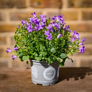 Campanula purple (Pot Size 12cm) Bellflower - image 6