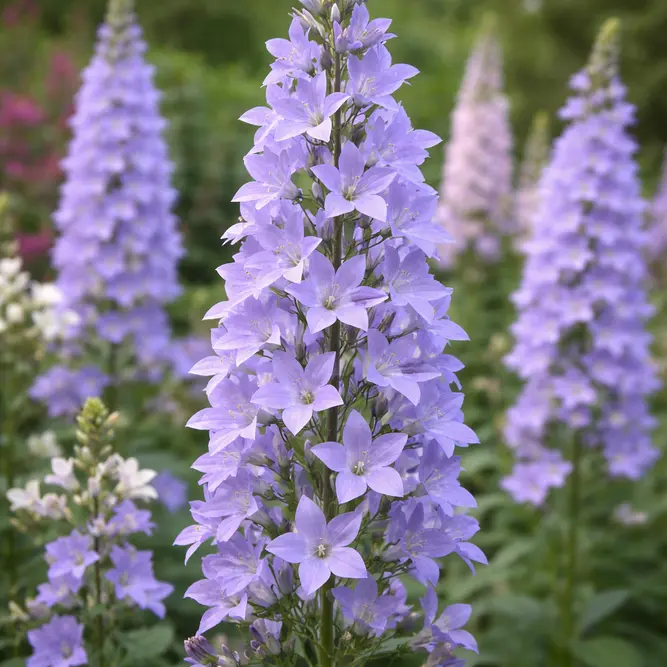 Campanula 'Pyramidallis' (Pot Size 1L) Chimney Bellflower