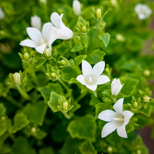 Campanula white (Pot Size 12cm) Bellflower - image 1