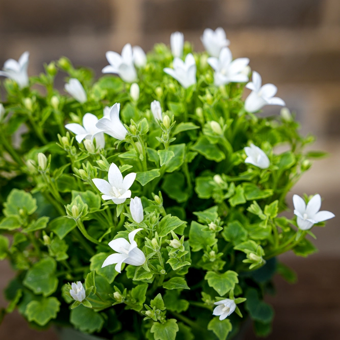 Campanula white (Pot Size 12cm) Bellflower - image 2