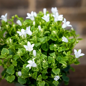Campanula white (Pot Size 12cm) Bellflower - image 2