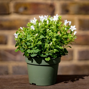 Campanula white (Pot Size 12cm) Bellflower - image 3