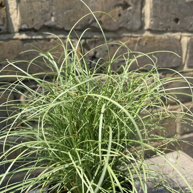 Carex Frosted Curls (2L) - Carex Frosted Curls, Sedge
