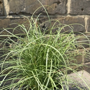 Carex Frosted Curls (11cm) - Carex Frosted Curls, Sedge - image 1