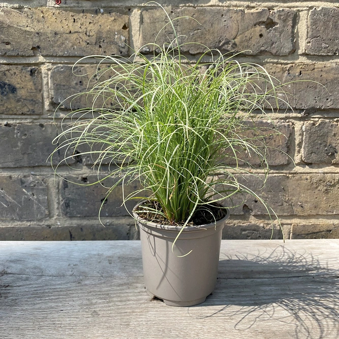 Carex frosted curls (Pot Size 17cm) - Carex Frosted Curls, Sedge - image 2