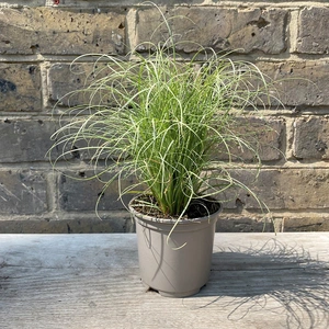 Carex frosted curls (Pot Size 17cm) - Carex Frosted Curls, Sedge - image 2