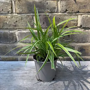 Carex ice dance (Pot Size 3L) Sedge - image 2