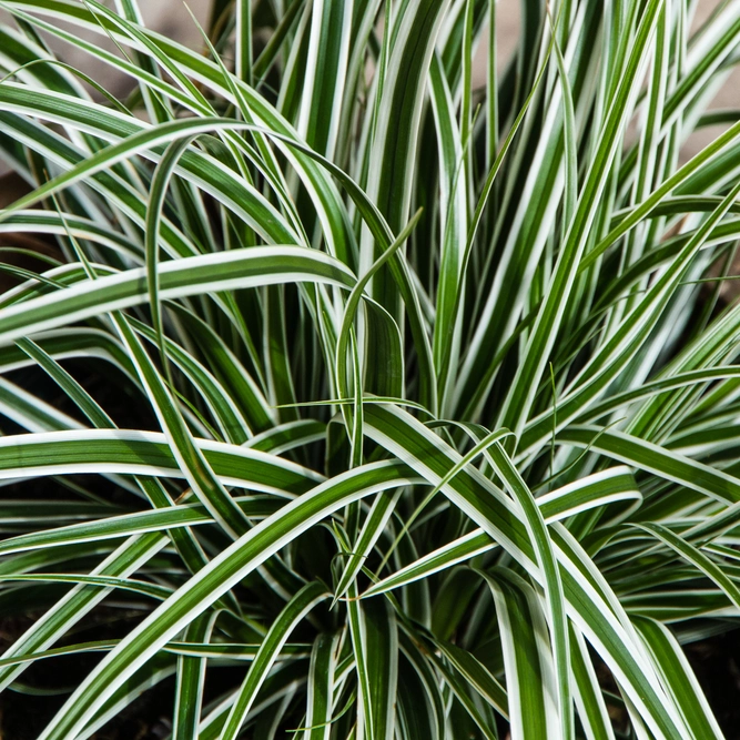 Japanese Sedge - Carex oshimensis 'Everest'