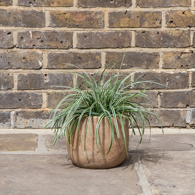 Japanese Sedge - Carex oshimensis 'Everest'