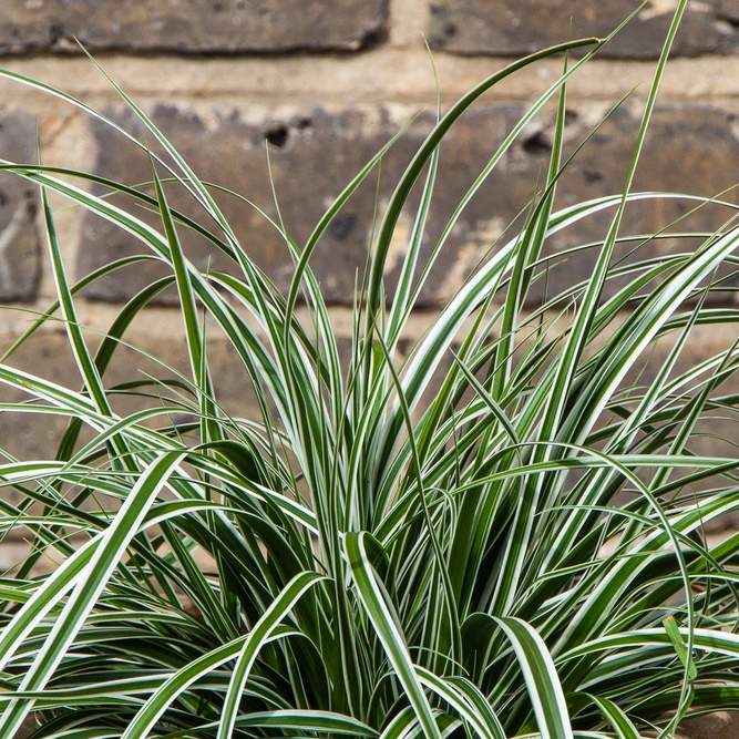 Japanese Sedge - Carex oshimensis 'Everest'