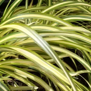 Carex oshimensis 'Evergold' (Pot Size 3L) - Japanese Sedge - image 2