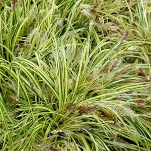 Carex oshimensis 'Evergold' (Pot Size 3L) - Japanese Sedge - image 3