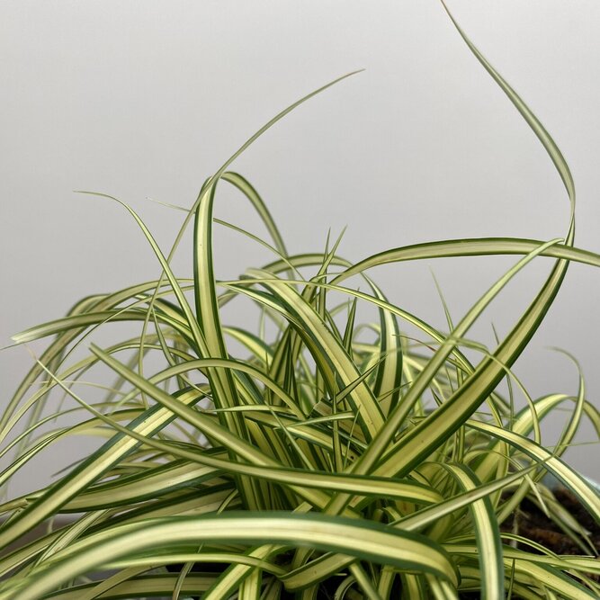 Carex oshimensis 'Evergold' (Pot Size 3L) - Japanese Sedge - image 1