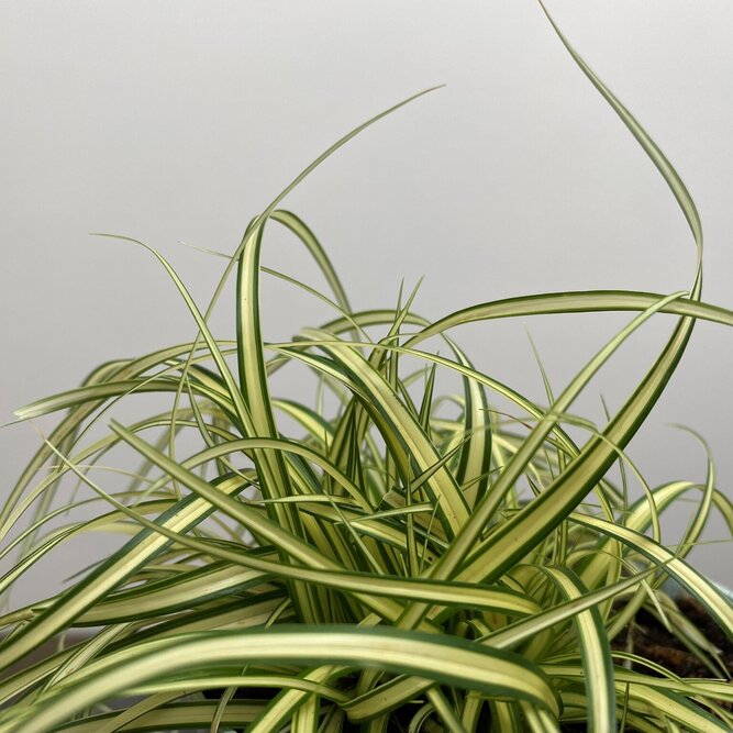 Carex oshimensis 'Evergold' (Pot Size 10.5cm) - Japanese Sedge