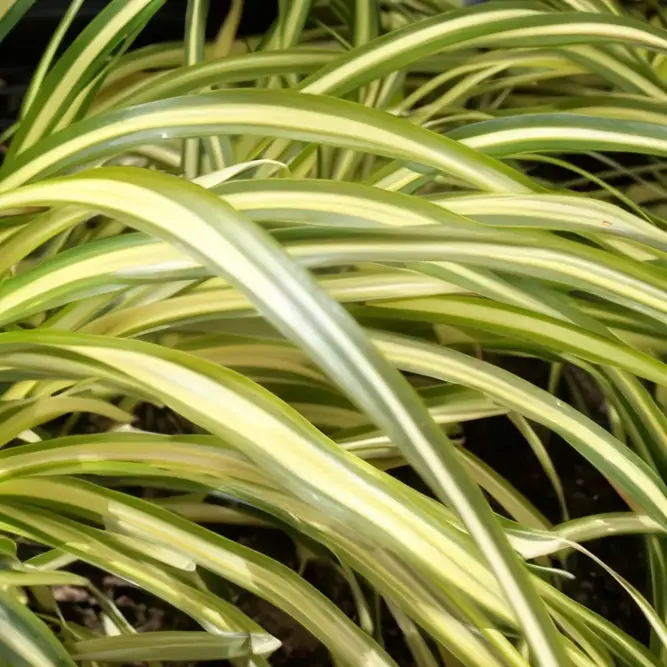 Carex oshimensis 'Evergold' (Pot Size 3L) Japanese Sedge (alt) - image 2