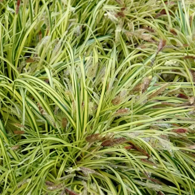 Carex oshimensis 'Evergold' (Pot Size 3L) Japanese Sedge (alt) - image 3