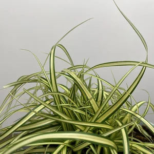 Carex oshimensis 'Evergold' (Pot Size 3L) Japanese Sedge (alt) - image 1