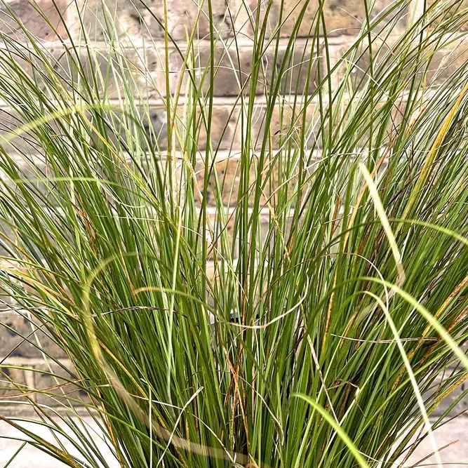 Carex testacea 'Prairie Fire' (Pot Size 4Ltr) - image 1