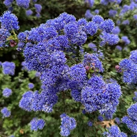 Ceanothus