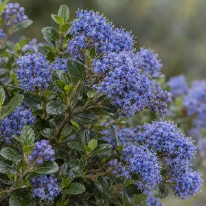 Ceanothus 'Blue Mound'  (Pot Size 3L) Californian Lilac