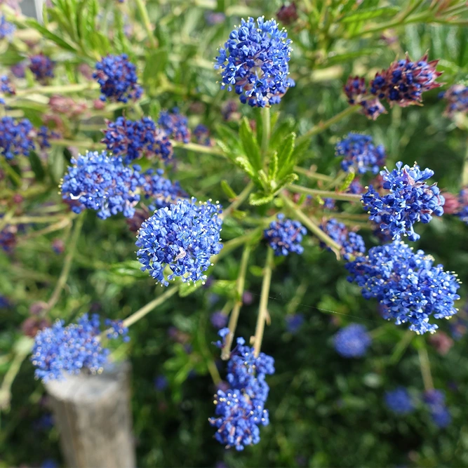 Ceanothus 'Concha' available at Boma Garden Centre image by Guilhem Vellut