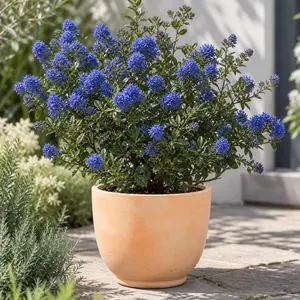 Ceanothus thyrsiflorus 'Blue Diamond'