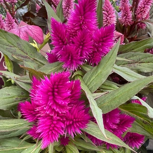 Celosia argentea ‘Deep Purple’ (Pot Size 12cm) Deep Purple Celosia