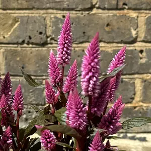 Celosia argentea ‘Wild Pink’ (Pot Size 14cm) Wild Pink Celosia - image 1